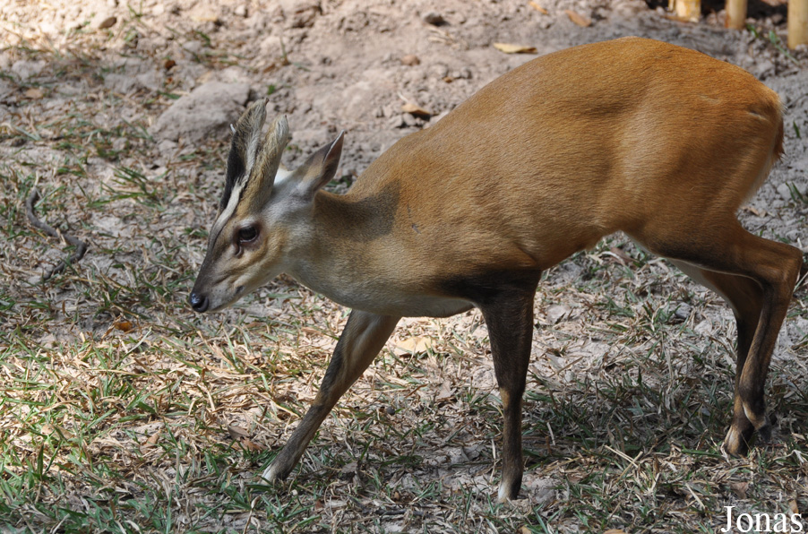 Muntiacus truongsonensis