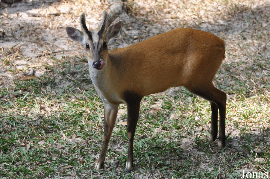 Muntiacus truongsonensis