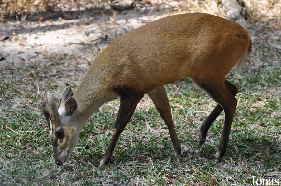 Muntiacus truongsonensis