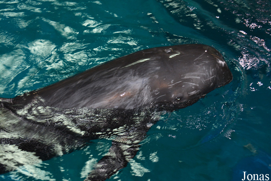 Grampus griseus