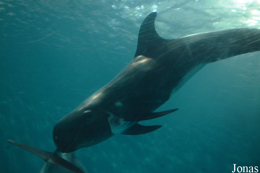 Grampus griseus