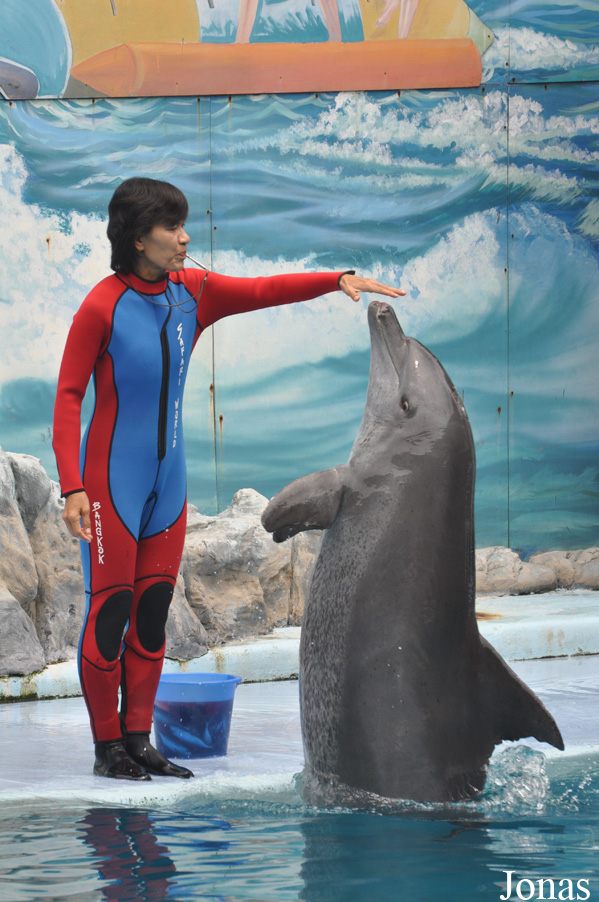 Tursiops aduncus