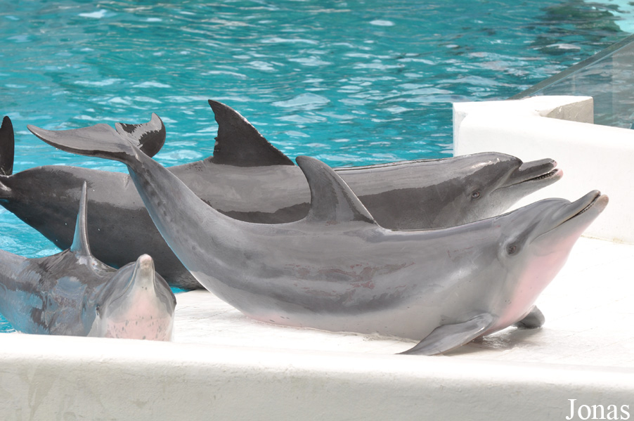 Tursiops aduncus
