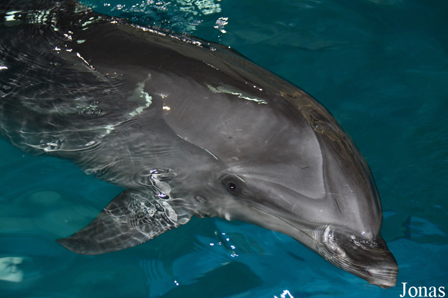 Tursiops aduncus