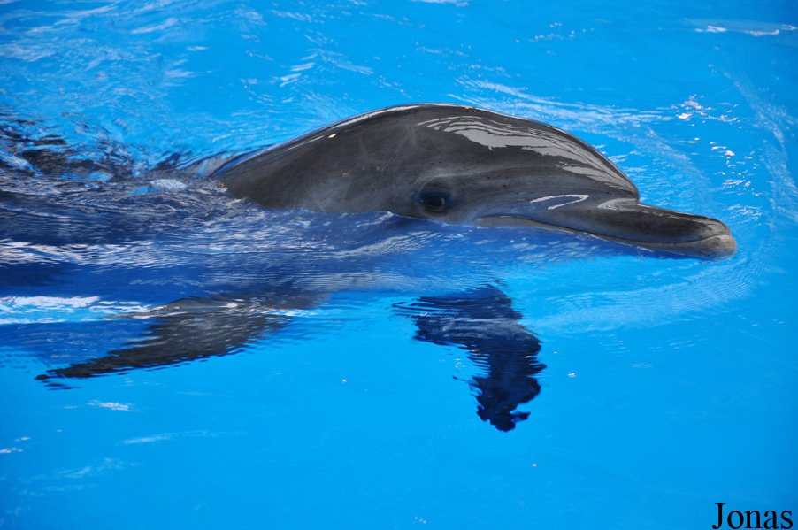 Tursiops aduncus
