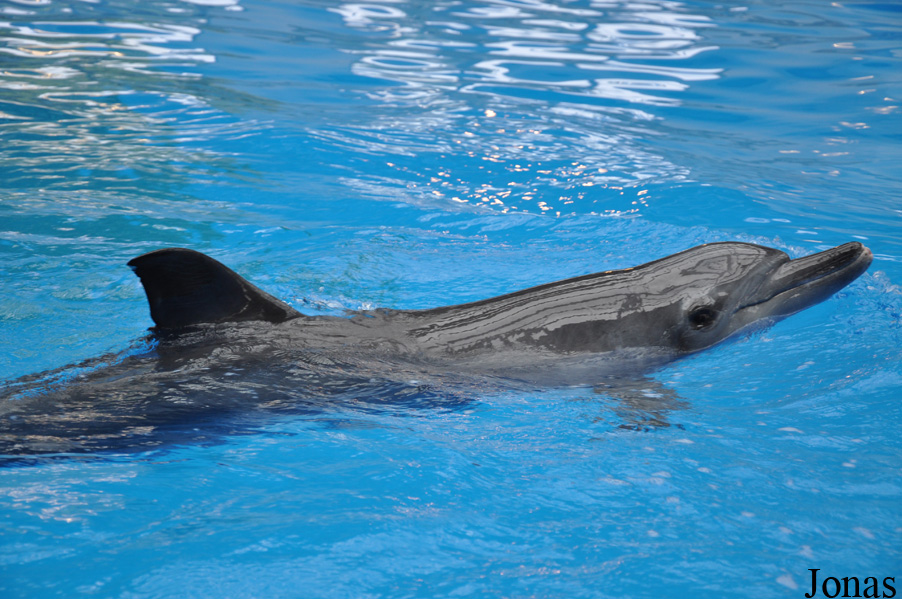 Tursiops aduncus