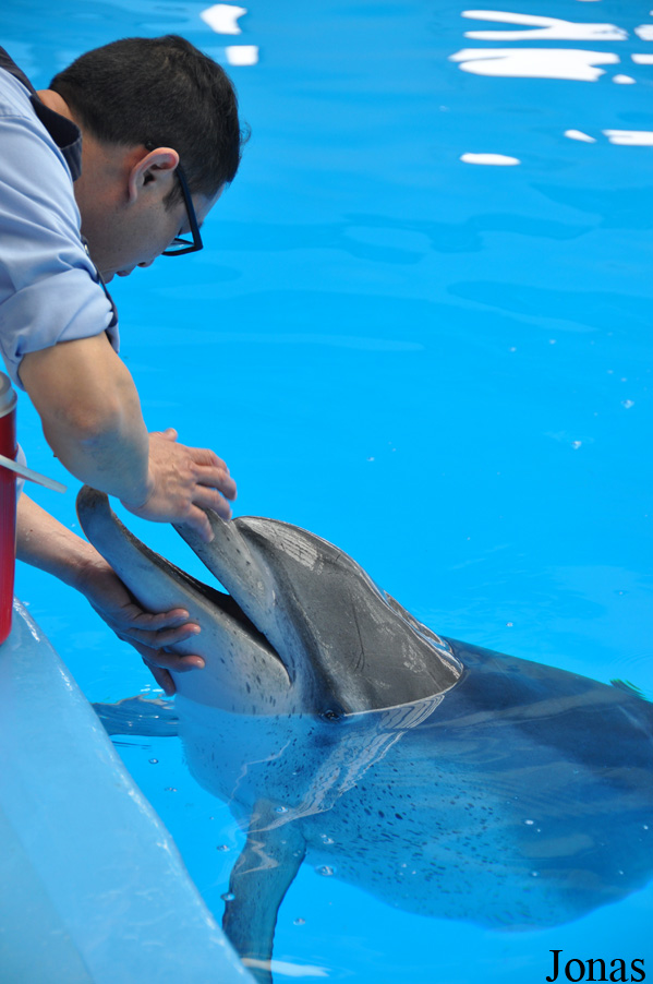 Tursiops aduncus
