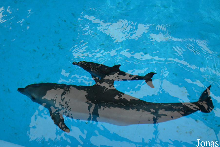 Tursiops aduncus