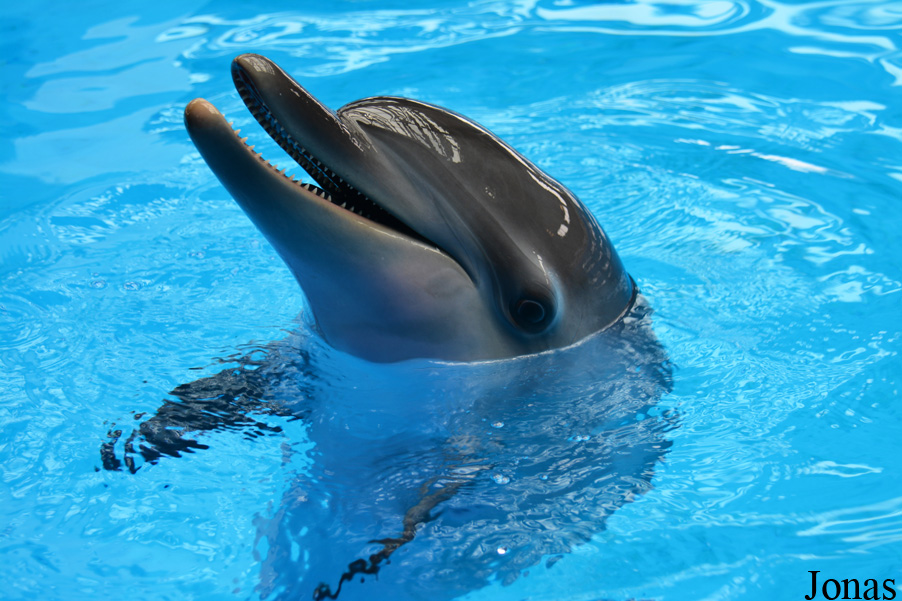 Tursiops aduncus