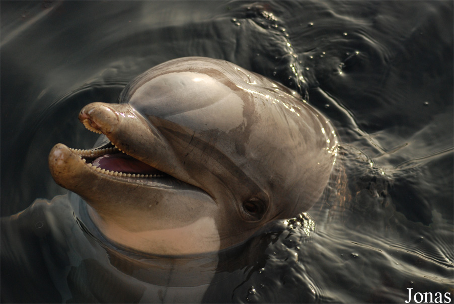 Tursiops truncatus