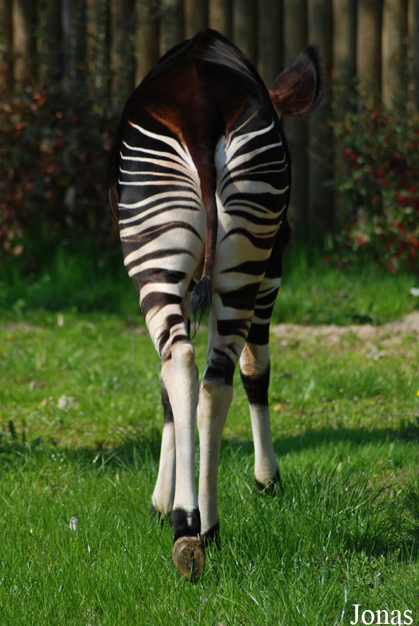 Okapia johnstoni