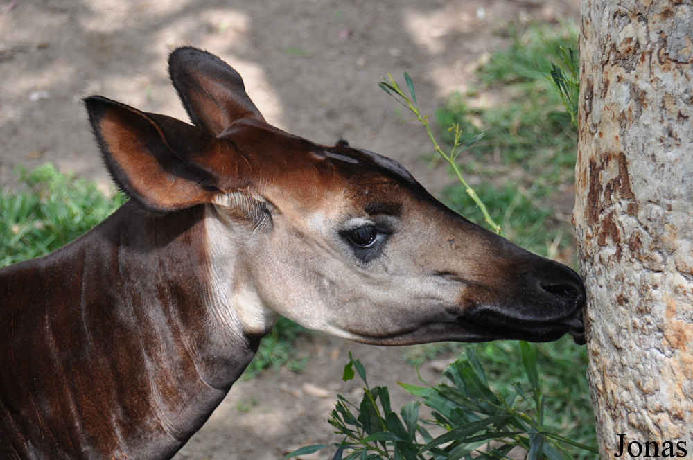 Okapia johnstoni