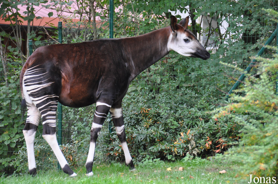 Okapia johnstoni