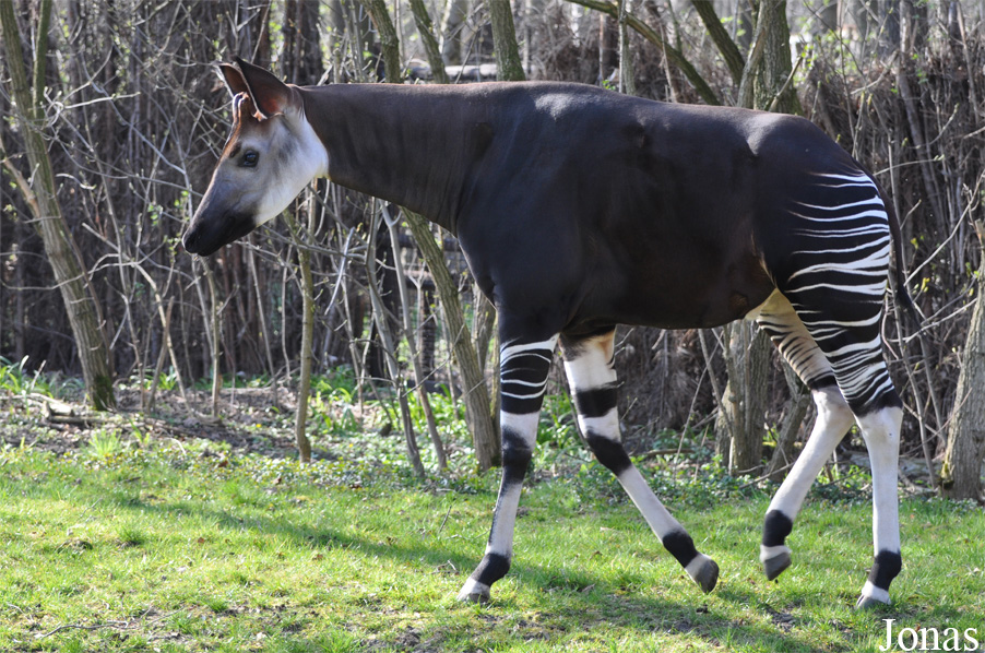 Okapia johnstoni