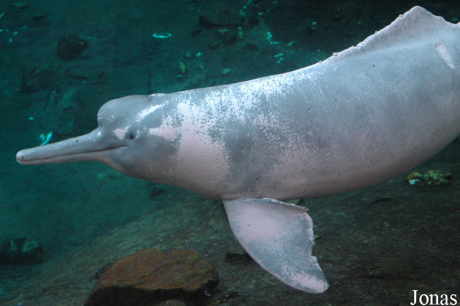 Inia geoffrensis humboldtiana