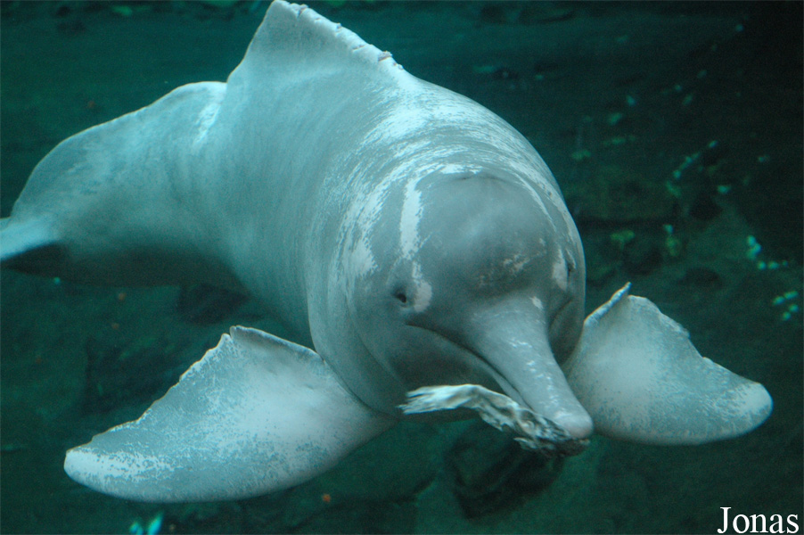 Inia geoffrensis humboldtiana