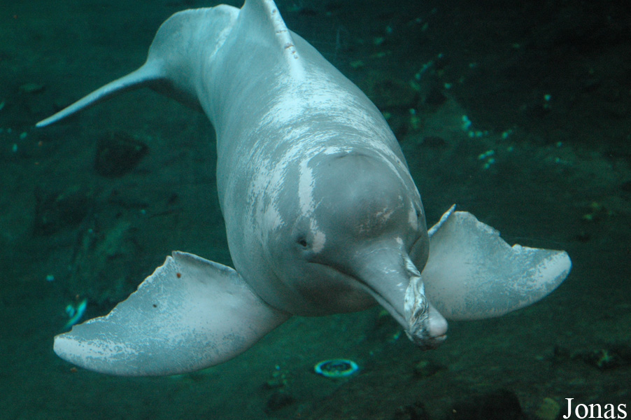 Inia geoffrensis humboldtiana