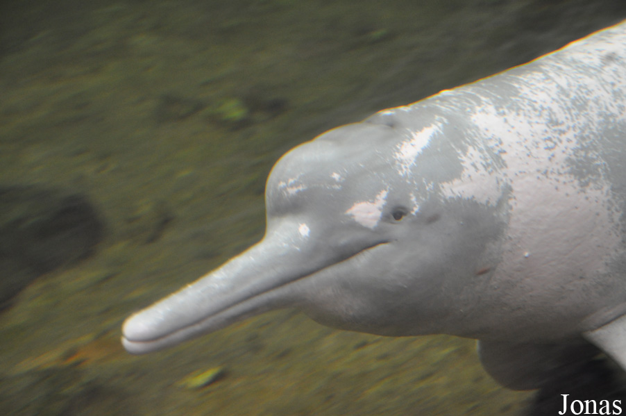 Inia geoffrensis humboldtiana