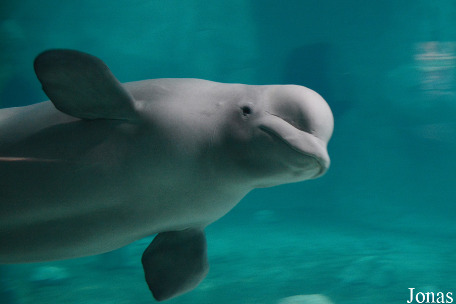 Delphinapterus leucas