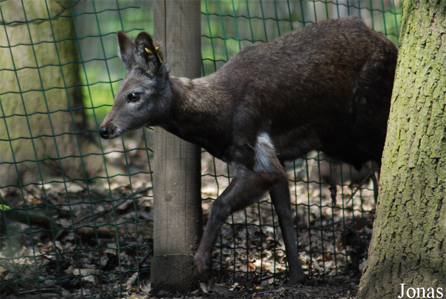 Moschus moschiferus
