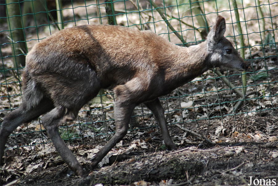 Moschus moschiferus