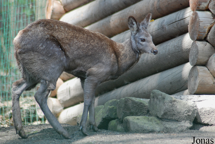 Moschus moschiferus