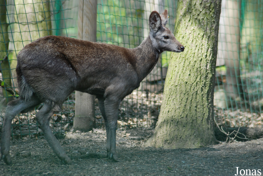 Moschus moschiferus