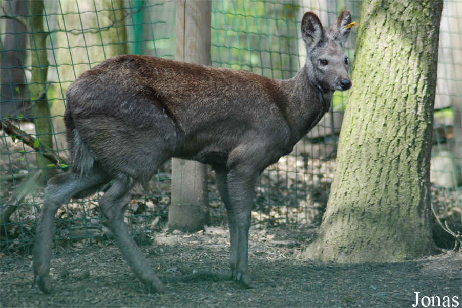 Moschus moschiferus
