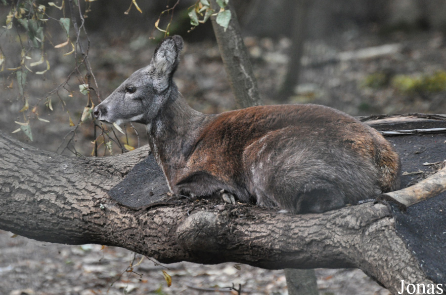 Moschus moschiferus