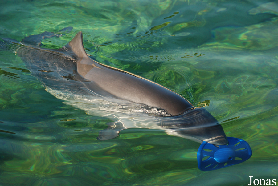 Phocoena phocoena