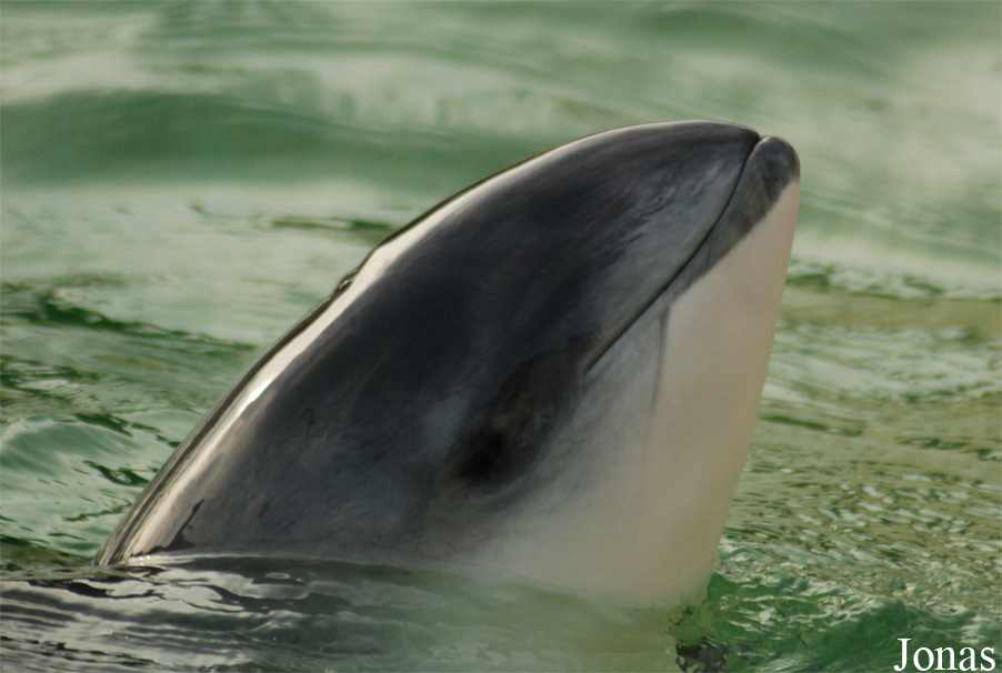 Phocoena phocoena