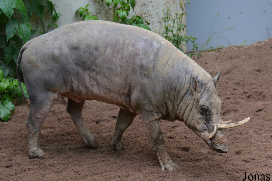 Babyrousa celebensis