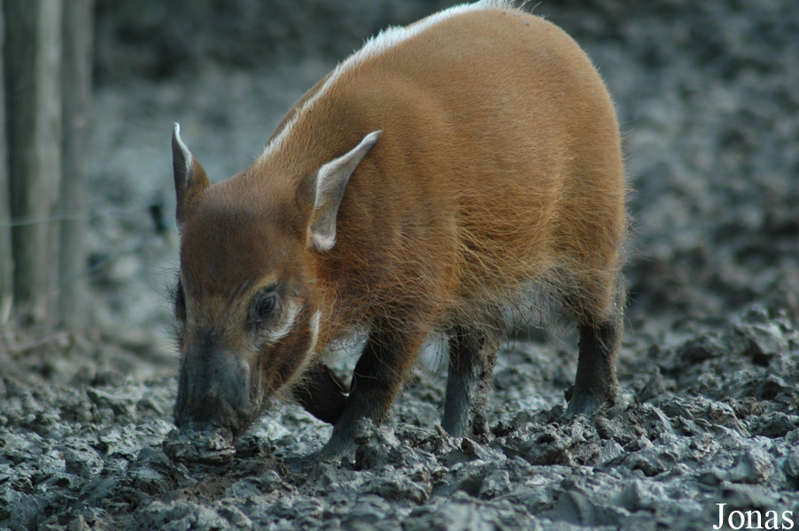Potamochoerus porcus