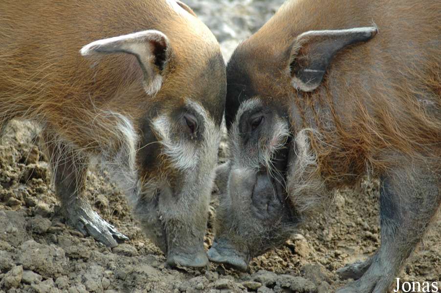 Potamochoerus porcus
