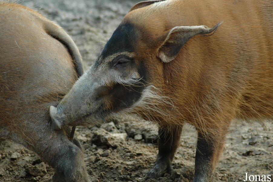 Potamochoerus porcus