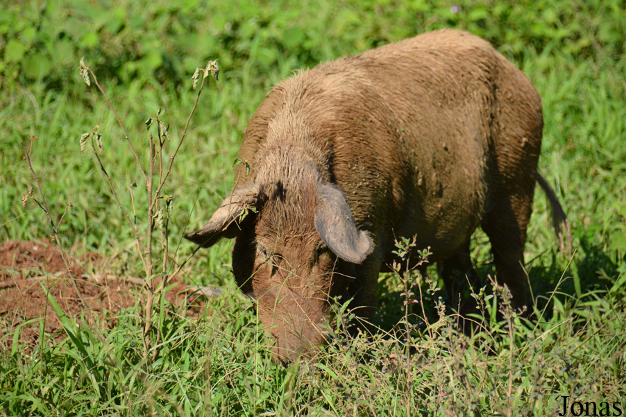 Cochon domestique / Viñales