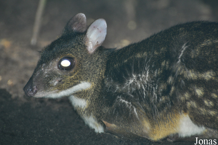 Moschiola meminna