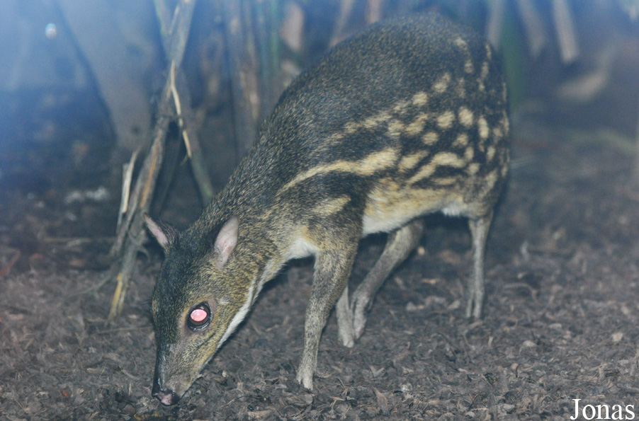 Moschiola meminna