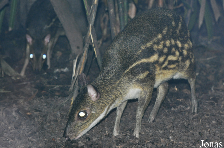 Moschiola meminna