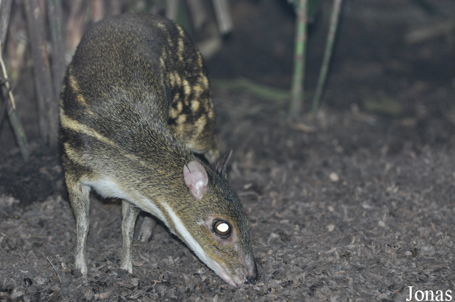Moschiola meminna