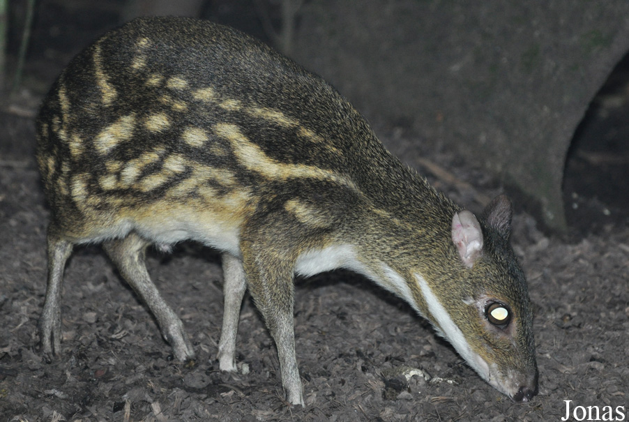 Moschiola meminna