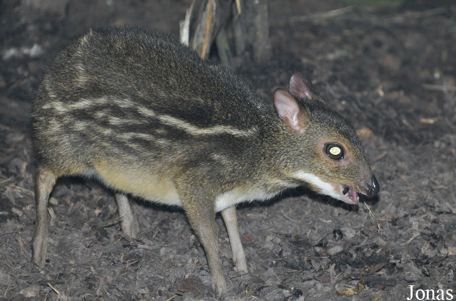 Moschiola meminna
