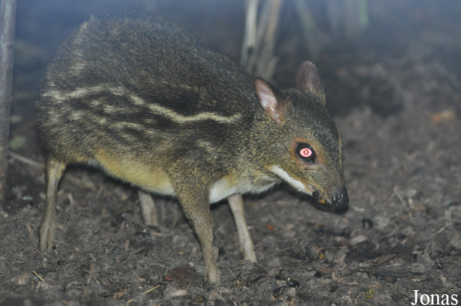 Moschiola meminna