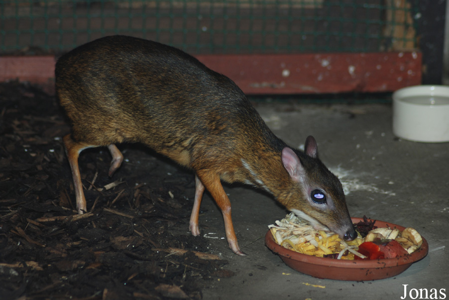 Tragulus javanicus