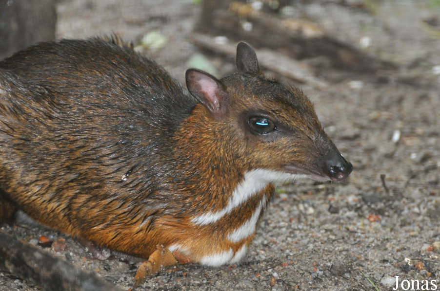 Tragulus kanchil