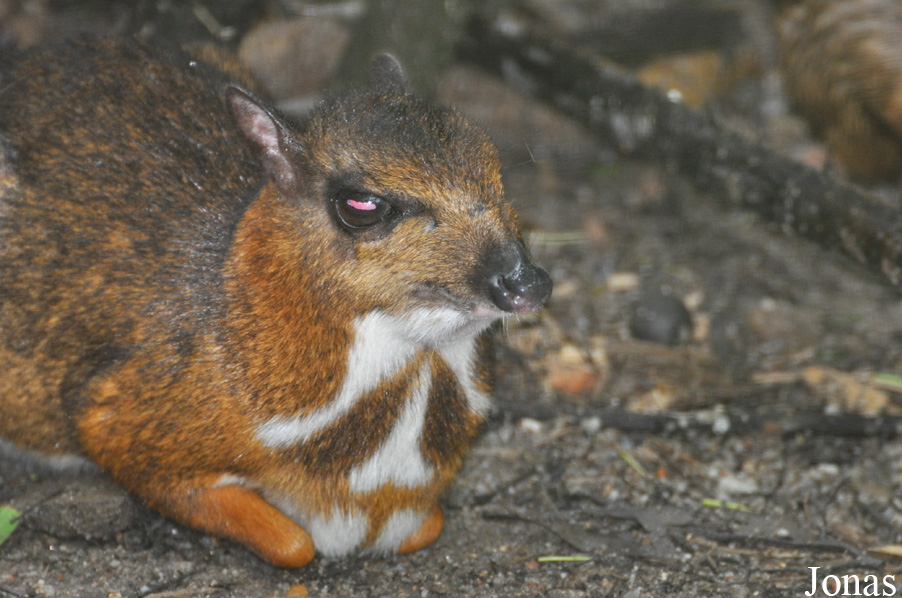 Tragulus kanchil