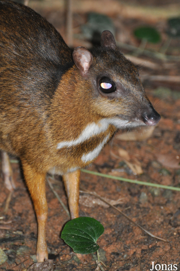 Tragulus napu