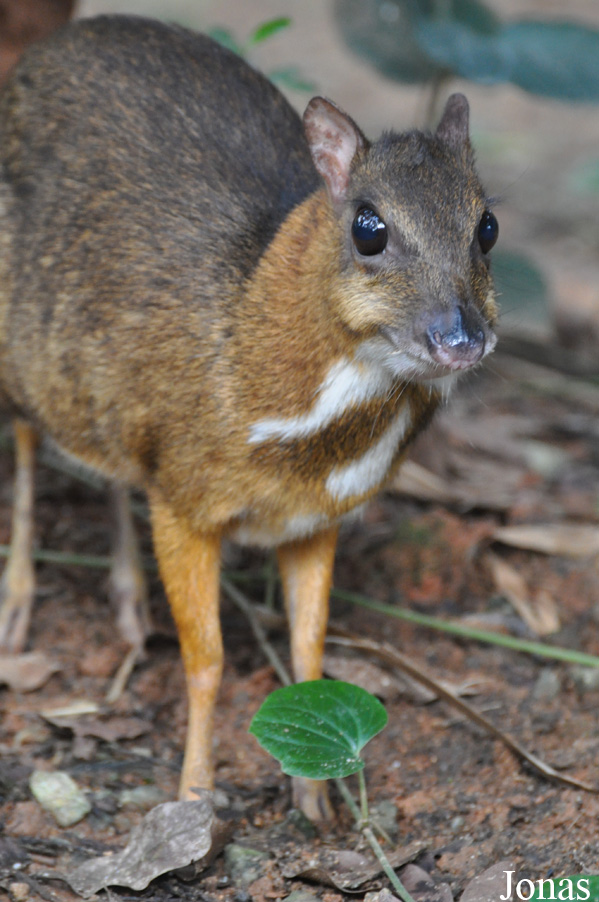 Tragulus napu