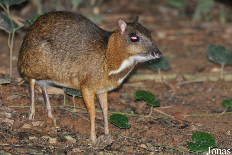 Tragulus napu