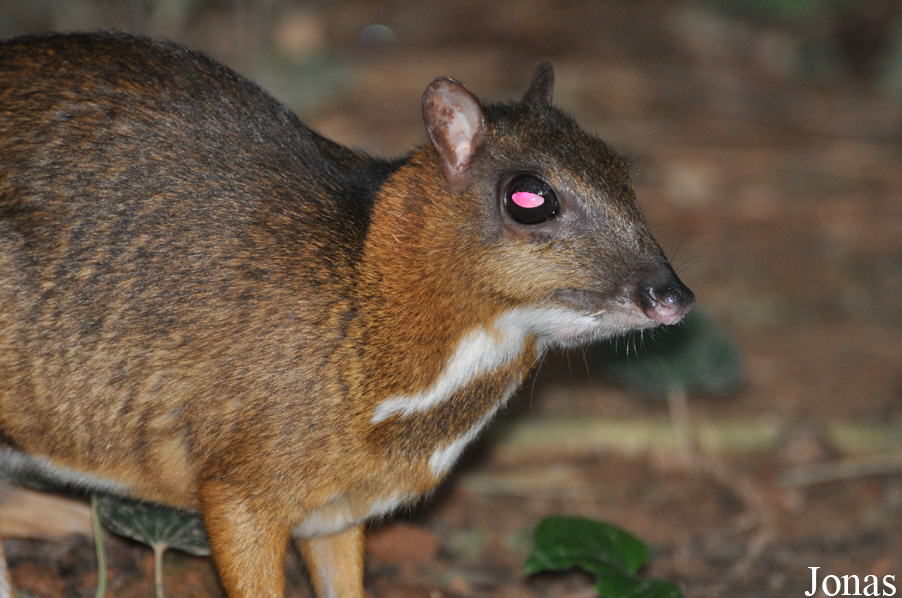 Tragulus napu